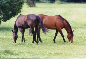 Horses that are outstanding in their field